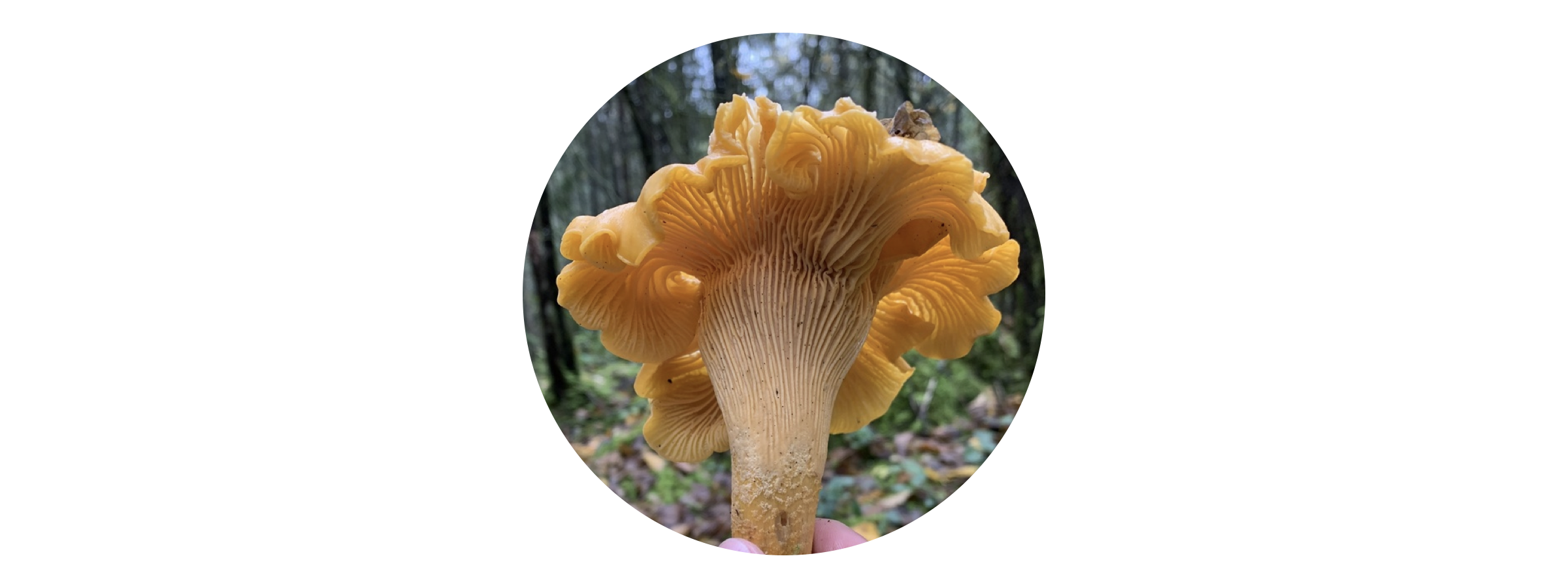 *Cantharellus formosus* (Pacific Golden Chanterelle) by &copy tristan-plicata on iNaturalist. Observed  in  Fraser Valley, BC, Canada