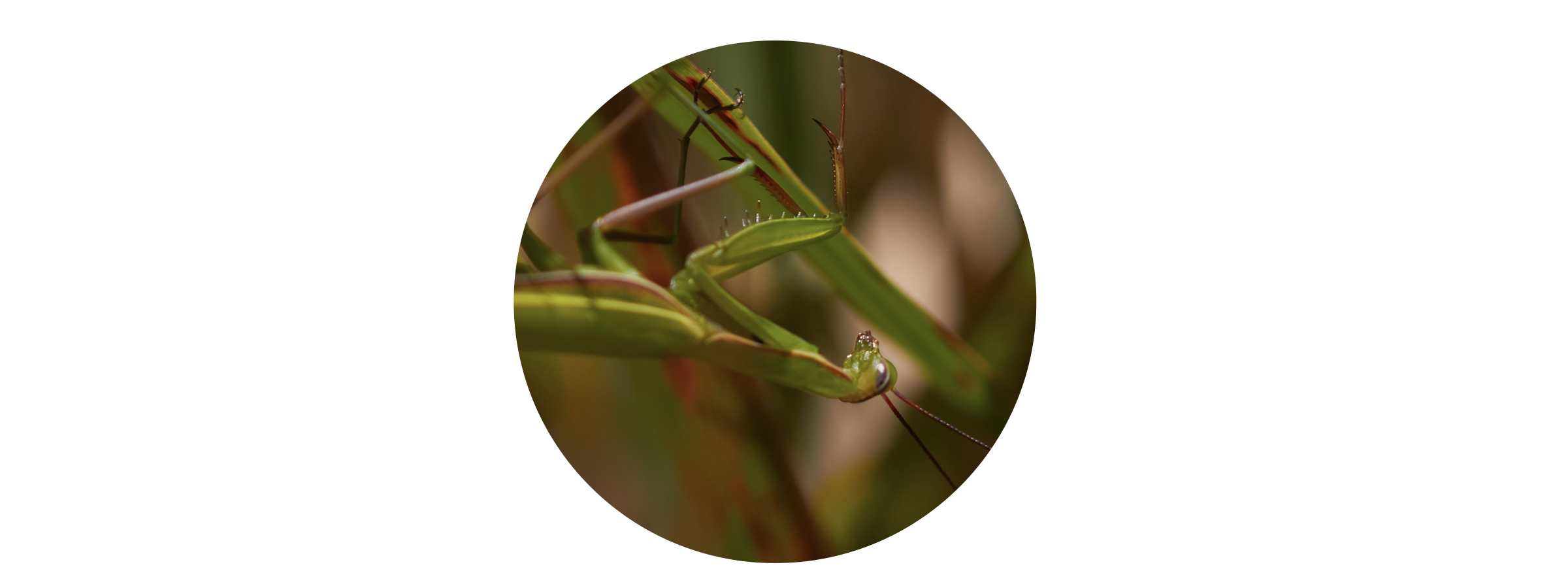 *Mantis religiosa* (Western Eyed Sphinx) by &copy 
davidfbird on iNaturalist. Observed  in Taquanyah Conservation Area, Cayuga, ON, Canada